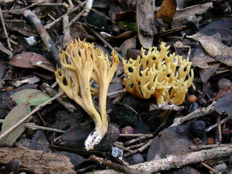 529 Dicembre vecchio ritrovamento